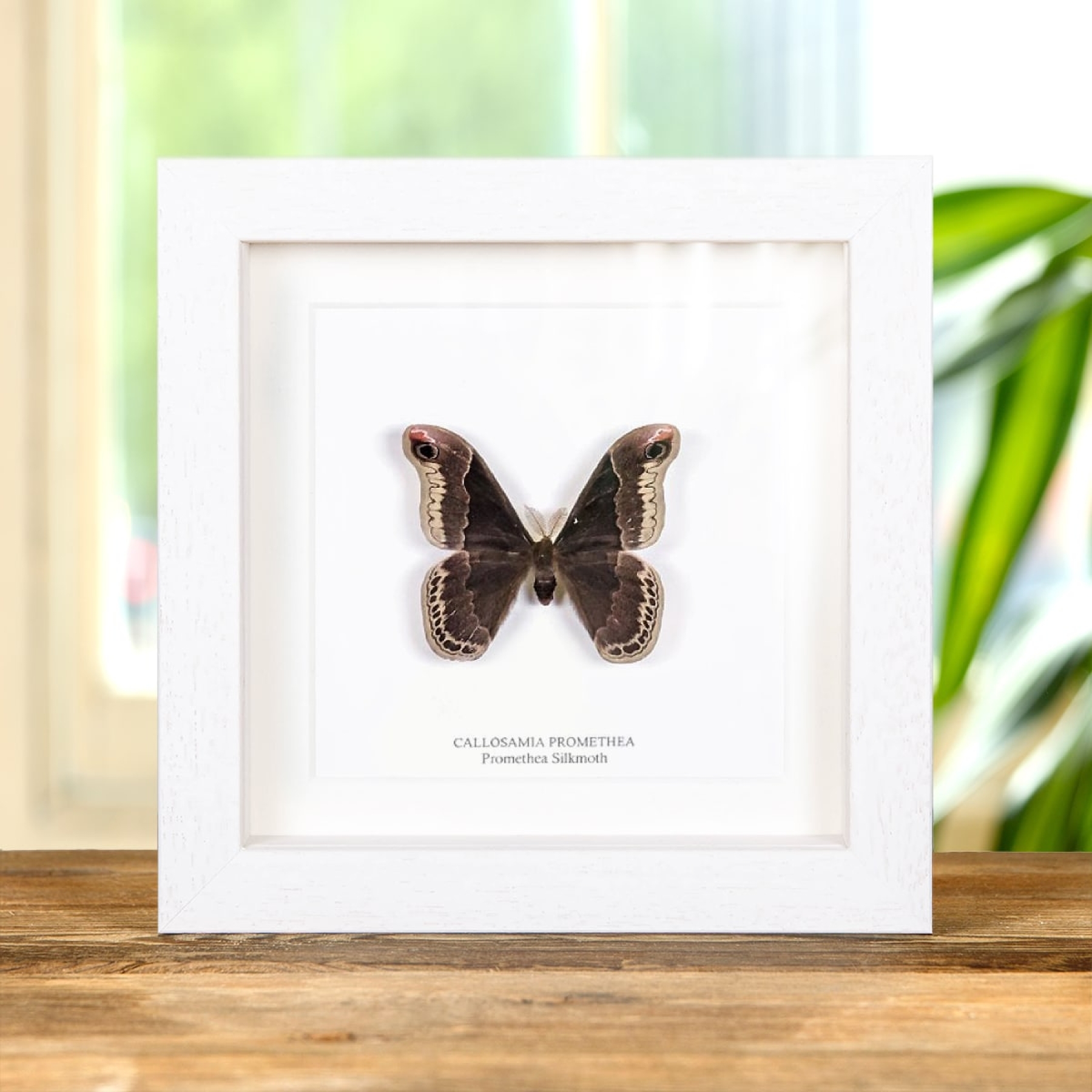 Minibeast Promethea Silkmoth In Box Frame (Callosamia promethea)