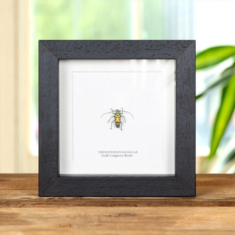 Gold Longhorn Beetle In Box Frame (Tmesisternus rafaelae)