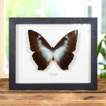 Cisseis morpho Butterfly In Box Frame (Morpho cisseis)