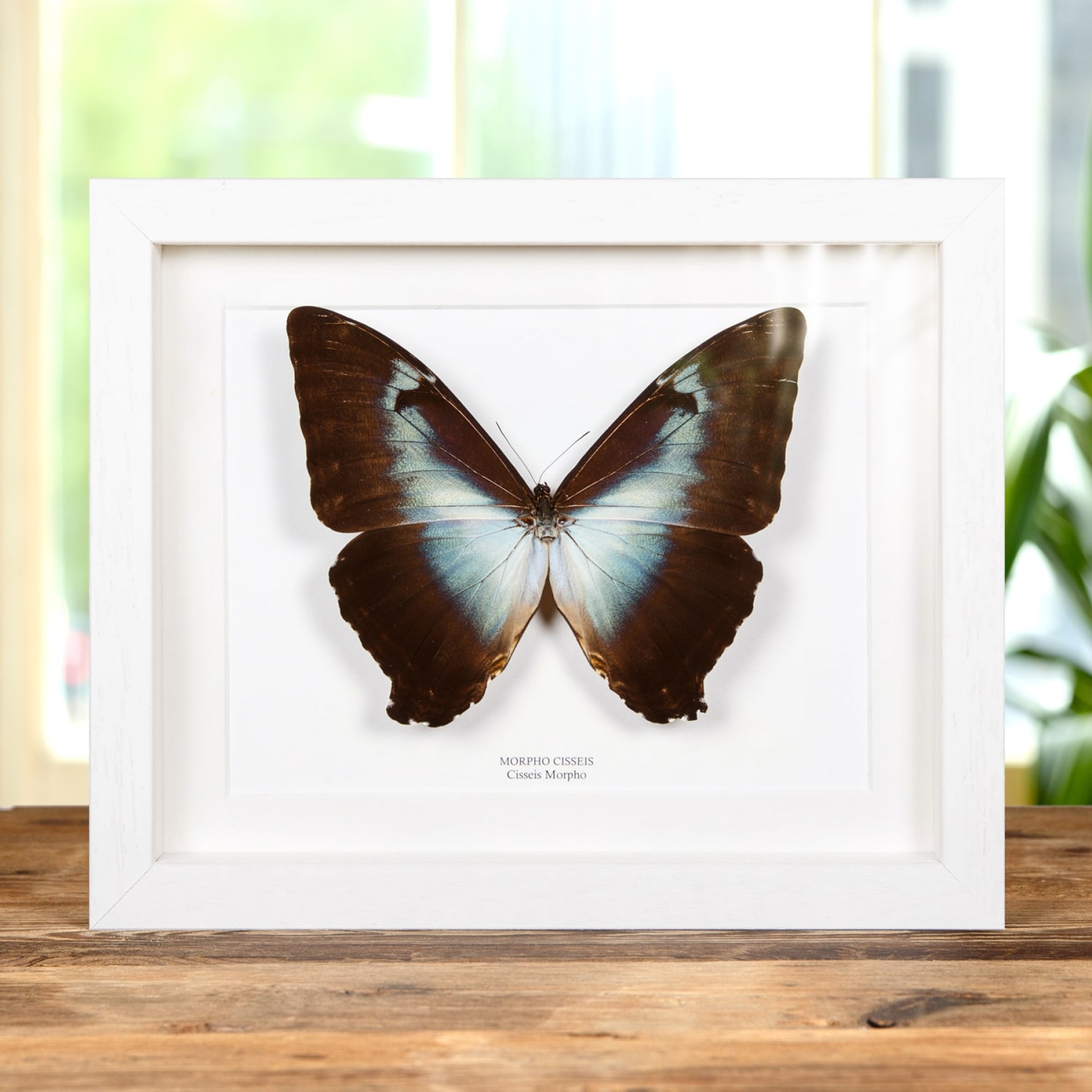 Cisseis morpho Butterfly In Box Frame (Morpho cisseis)