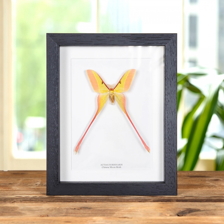 Chinese Moon Moth In Box Frame (Actias dubernardi)