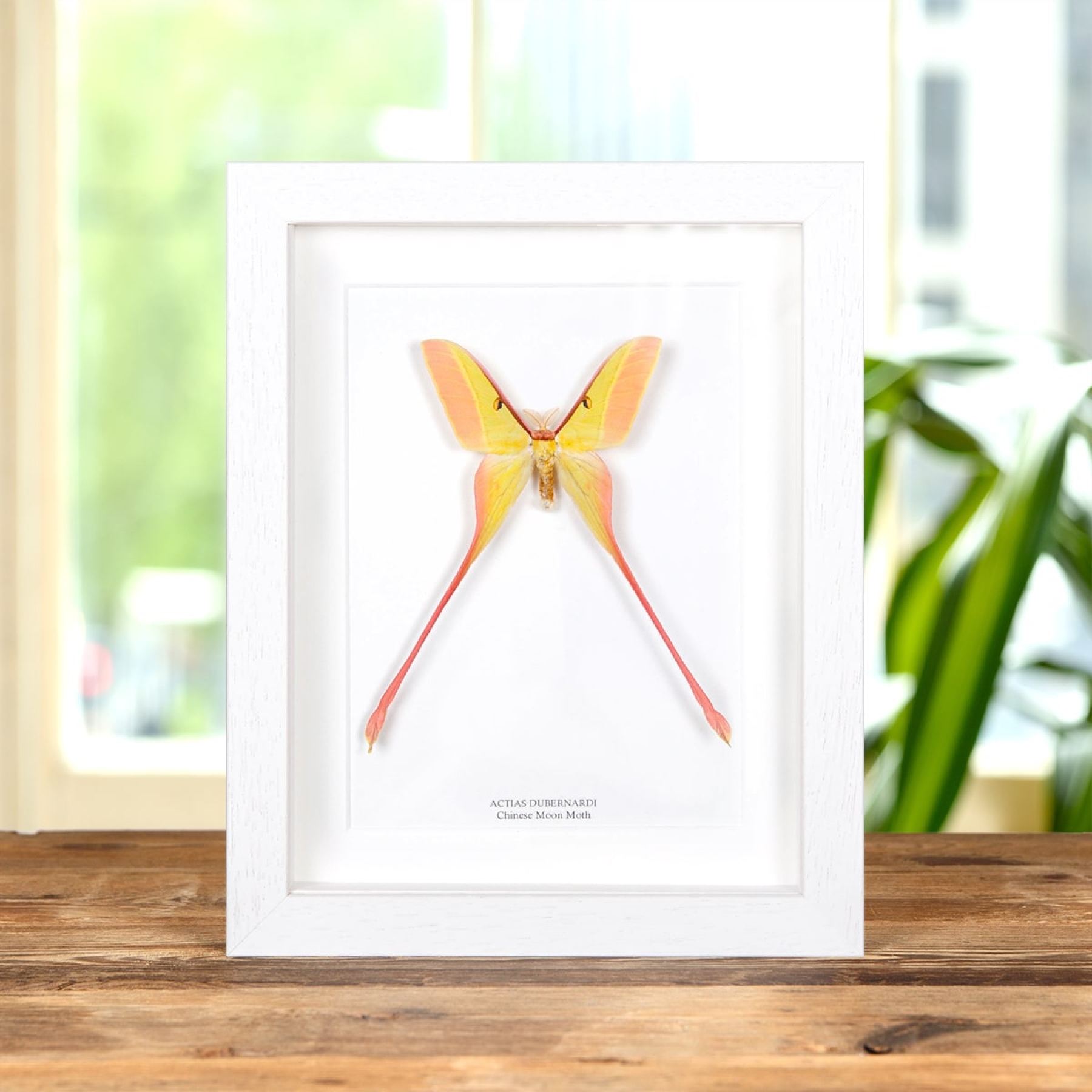 Chinese Moon Moth In Box Frame (Actias dubernardi)