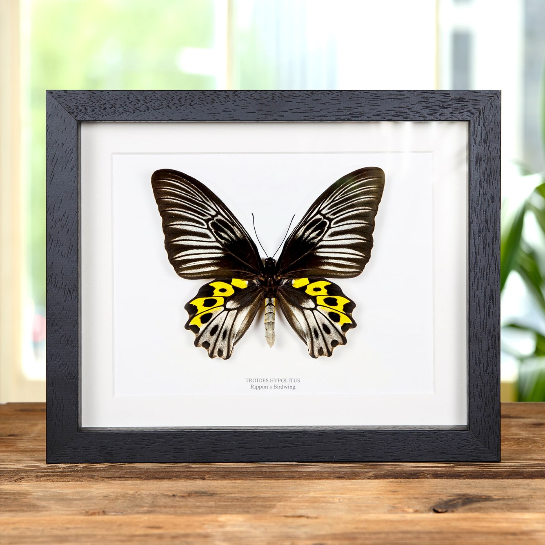 Minibeast Female Rippons Birdwing In Box Frame (Troides hypolitus)