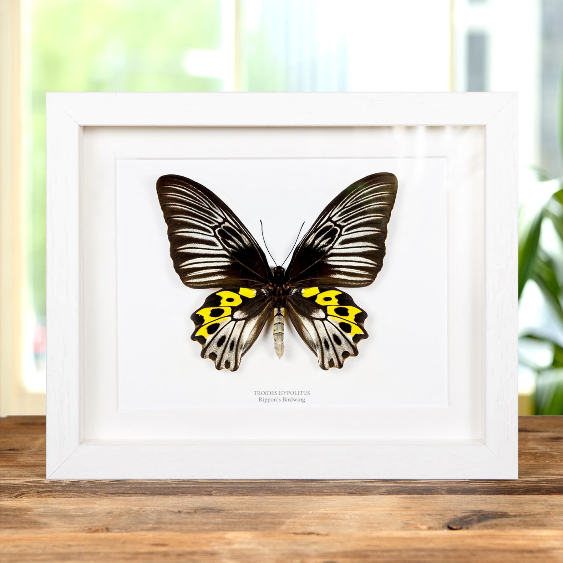 Minibeast Female Rippons Birdwing In Box Frame (Troides hypolitus)
