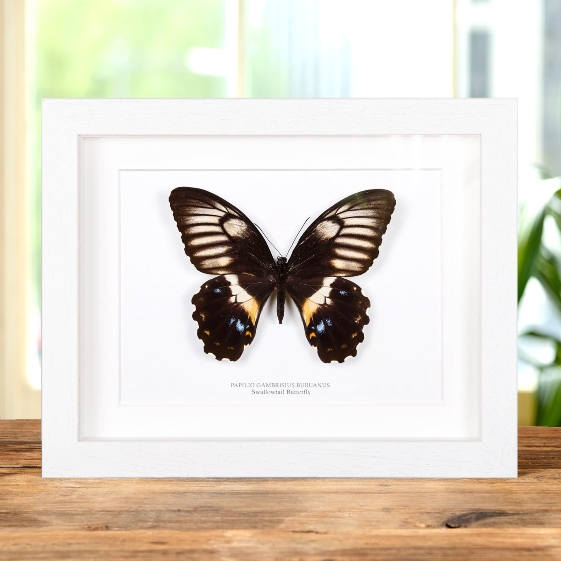 Female Swallowtail Butterfly In Box Frame (Papilio gambrisius buruanus)
