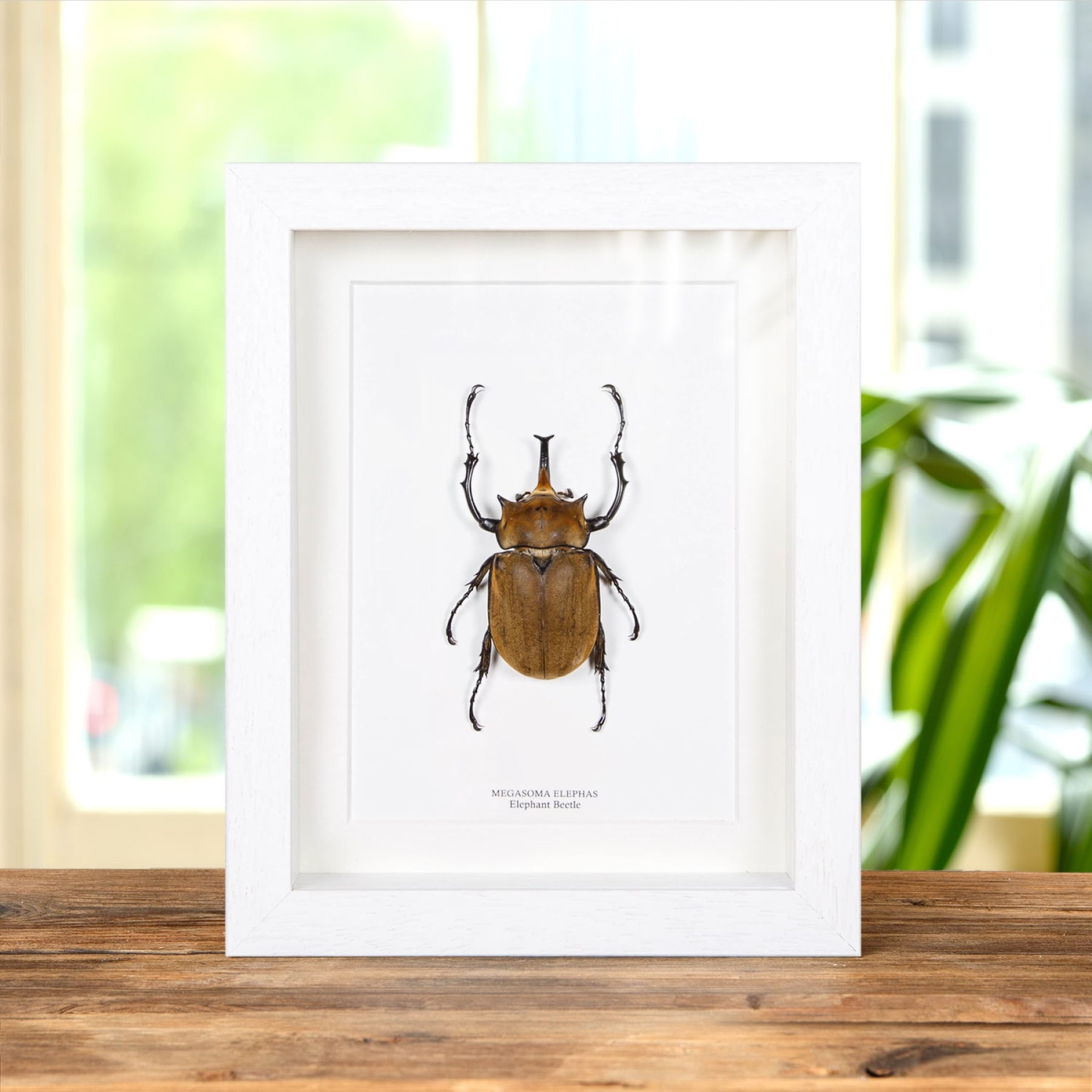 Elephant Beetle In Box Frame (Megasoma elephas)