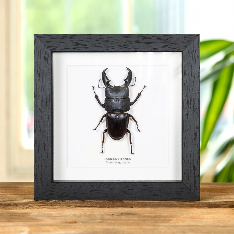 Giant Stag Beetle In Box Frame (Dorcus titanus)