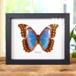 Minibeast Female Giant Blue Morpho Butterfly In Box Frame (Morpho didius)