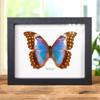 Female Giant Blue Morpho Butterfly In Box Frame (Morpho didius)