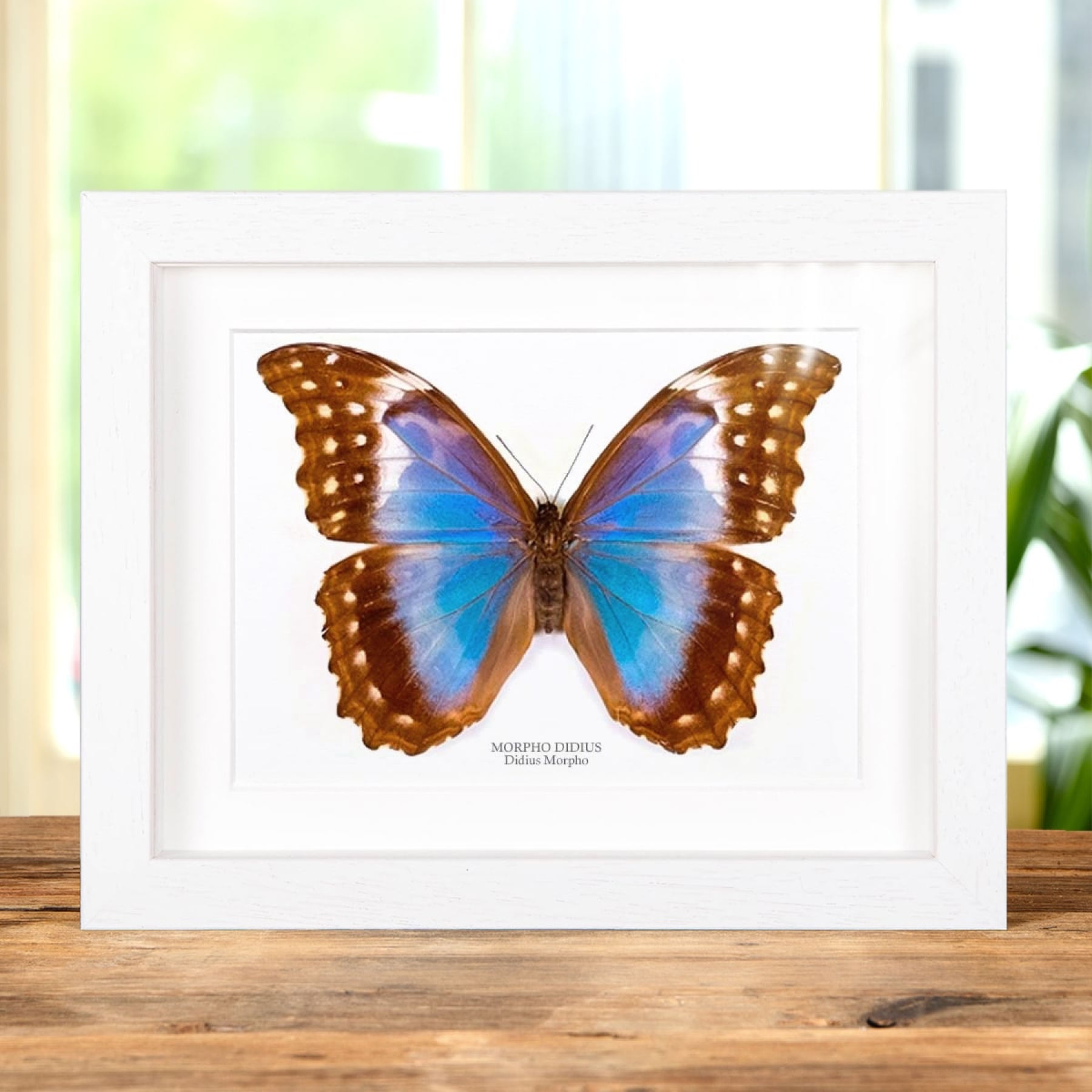 Female Giant Blue Morpho Butterfly In Box Frame (Morpho didius)