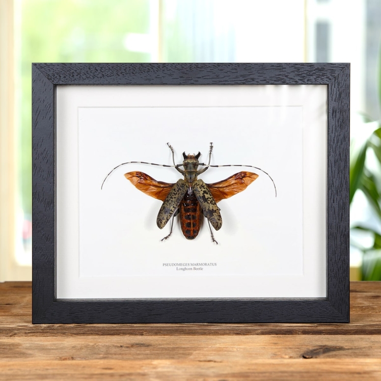 Giant Spread Longhorn Beetle In Box Frame (Pseudomeges marmoratus)