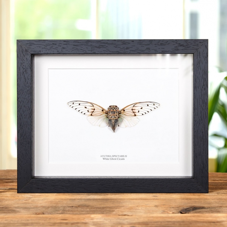 White Ghost Cicada In Box Frame (Ayuthia spectabilis) White Ghost Cicada In Box Frame (Ayuthia spectabilis)