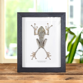 File-eared Tree Frog In Box Frame (Polypedates otilophus)
