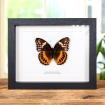 Minibeast Female Eight-spot Diadem In Box Frame (Hypolimnas pandarus)