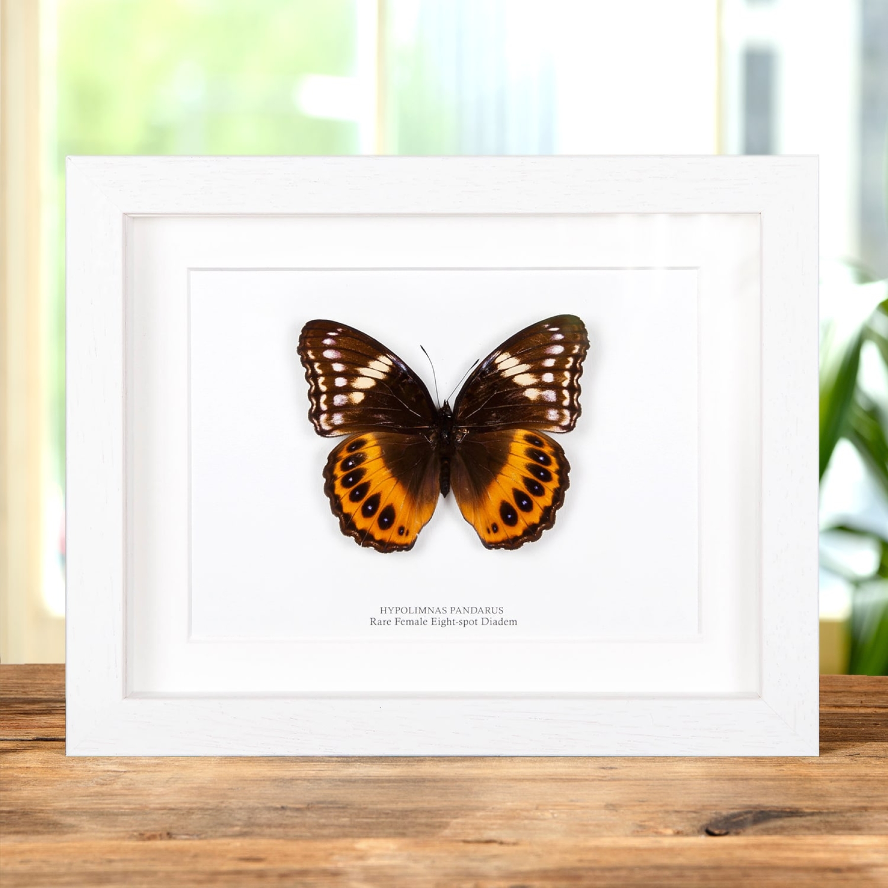 Female Eight-spot Diadem In Box Frame (Hypolimnas pandarus)