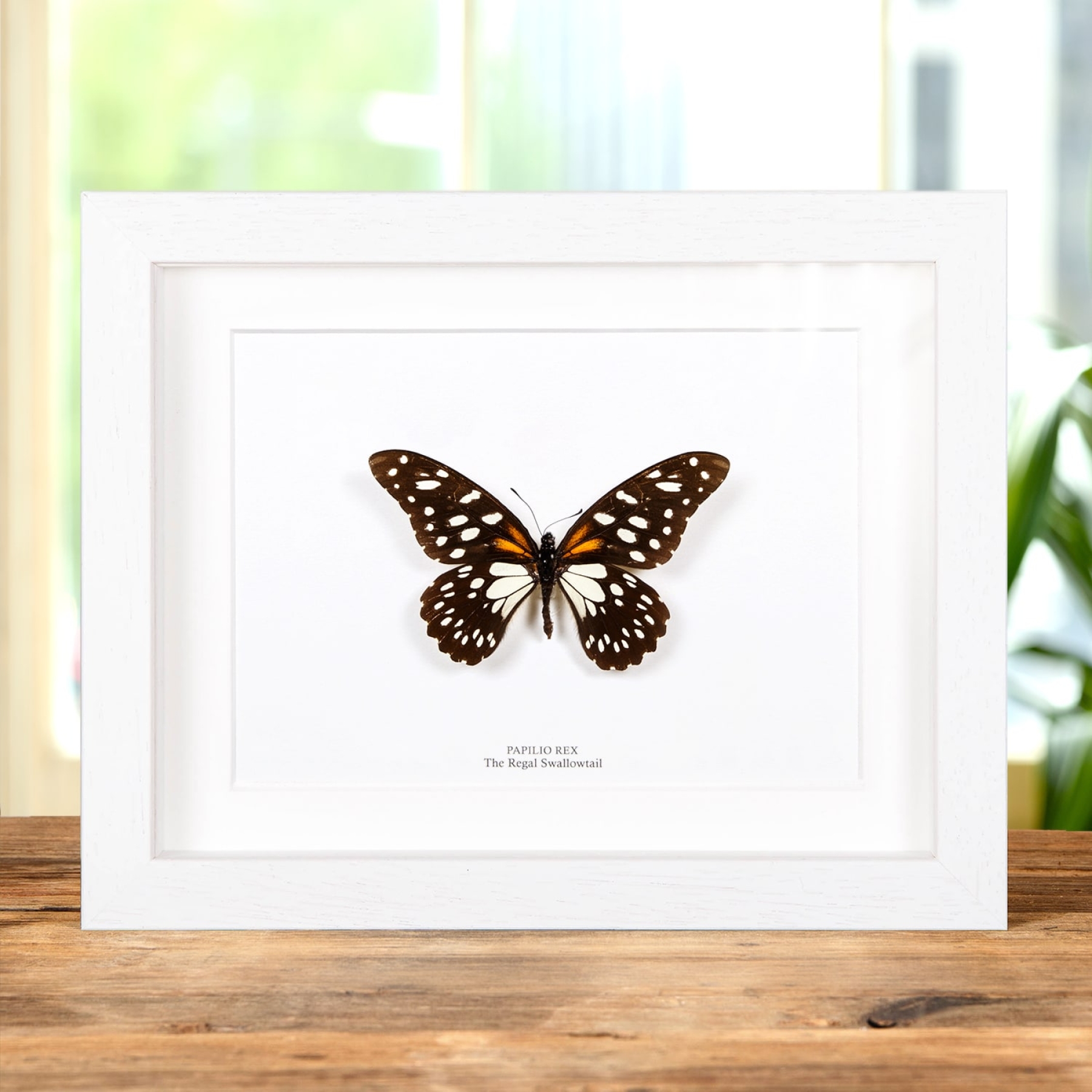 Minibeast Regal Swallowtail In Box Frame (Papilio rex)