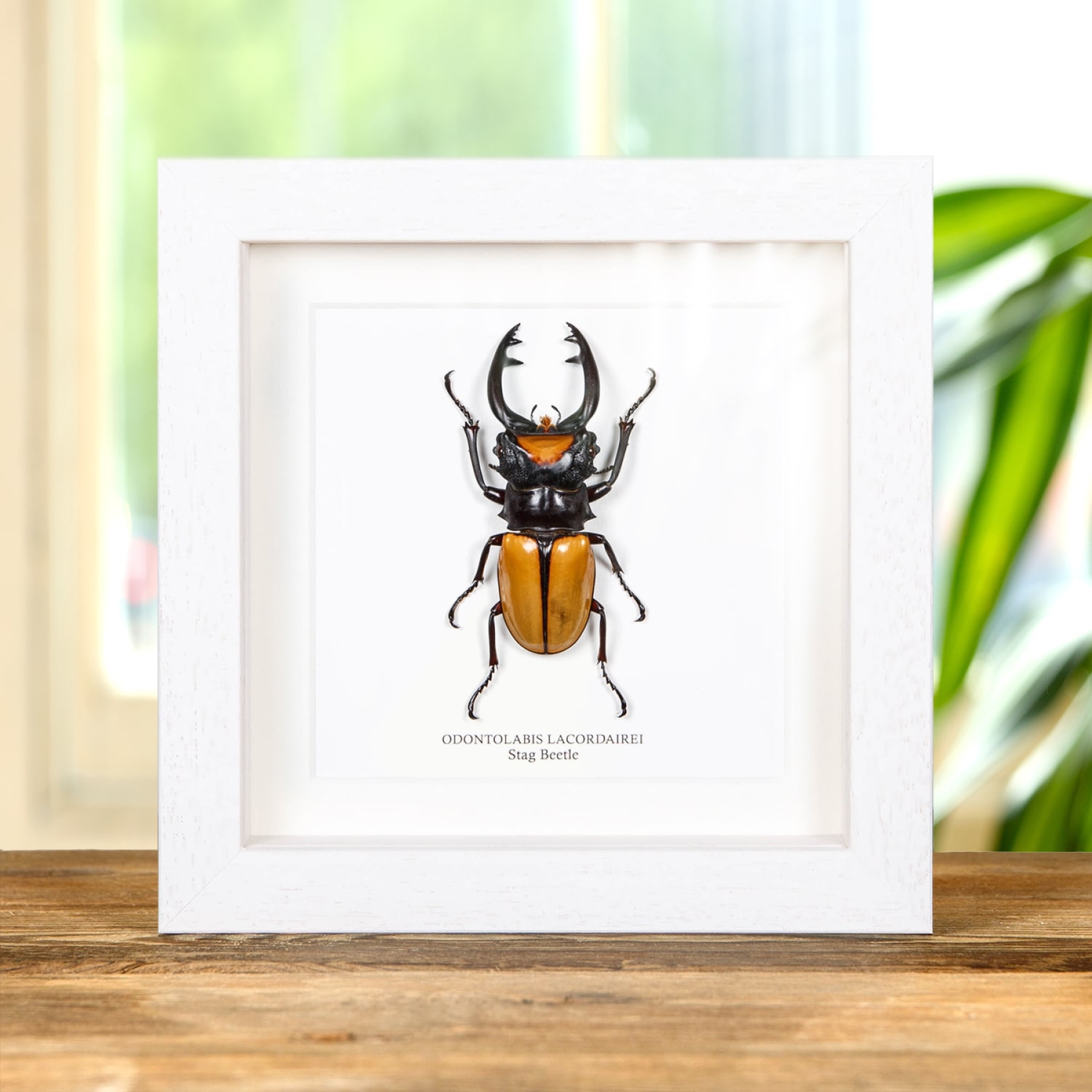 Minibeast Stag Beetle In Box Frame (Odontolabis lacordairei)
