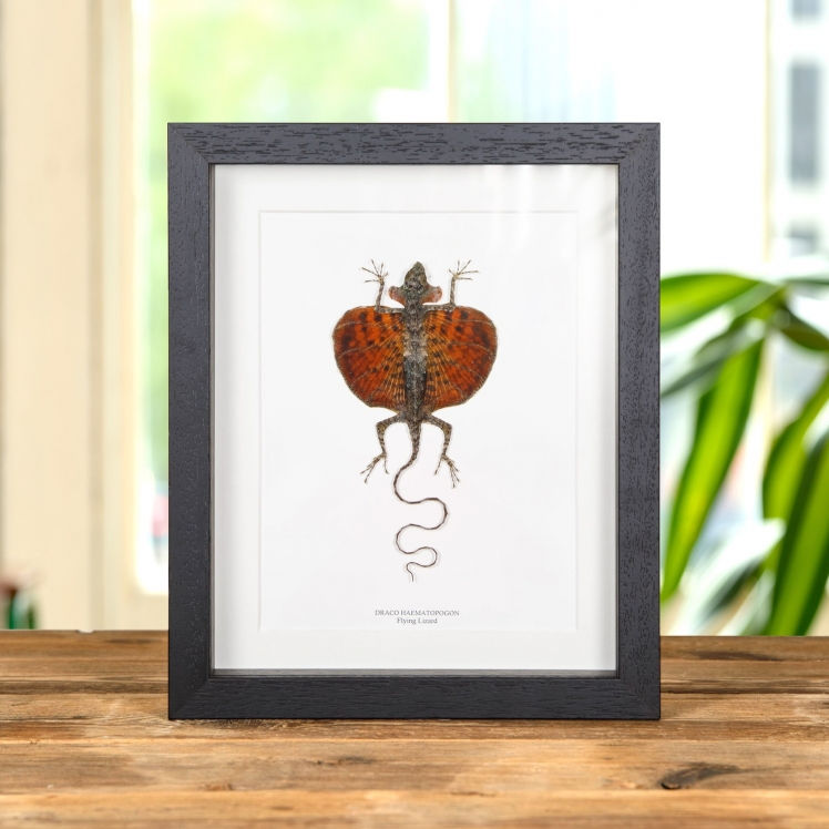 Flying Lizard In Box Frame (Draco haematopogon)