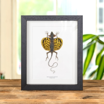 Flying Lizard In Box Frame (Draco haematopogon)