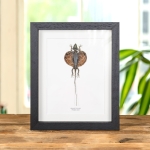 Minibeast Flying Lizard In Box Frame (Draco volans)