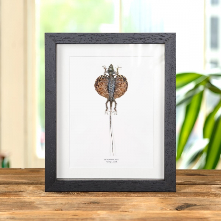 Flying Lizard In Box Frame (Draco volans)