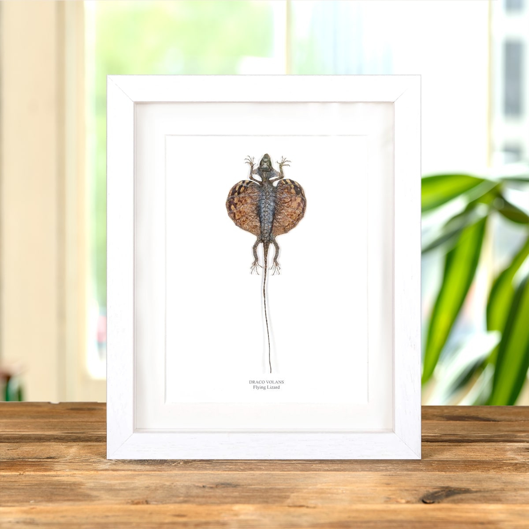 Flying Lizard In Box Frame (Draco volans)