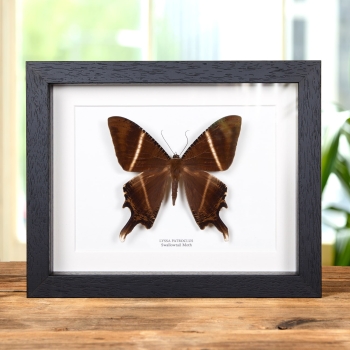 Swallowtail Moth In Box Frame (Lyssa patroclus)
