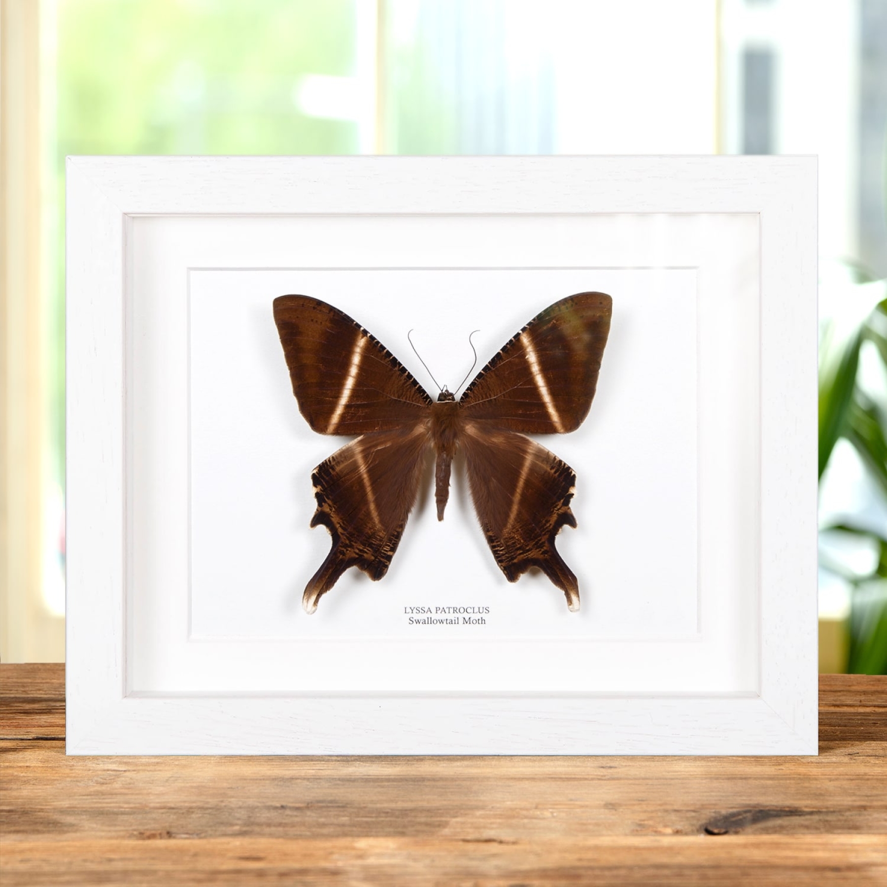 Swallowtail Moth In Box Frame (Lyssa patroclus)