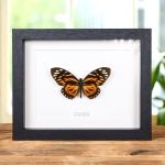 Minibeast The Tiger Butterfly In Box Frame (Papilio zagreus)