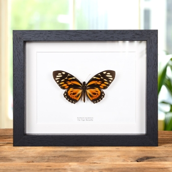 The Tiger Butterfly In Box Frame (Papilio zagreus)