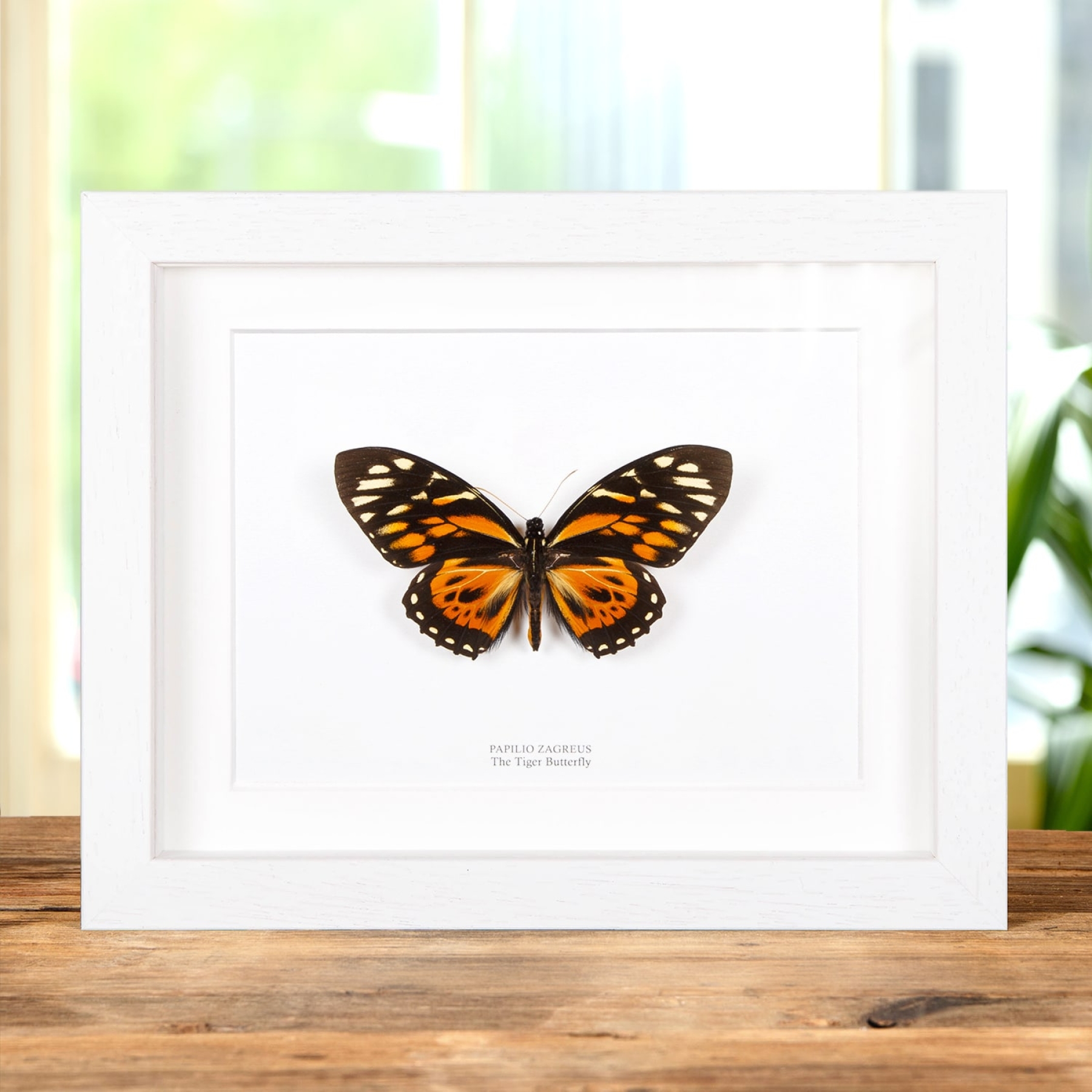 The Tiger Butterfly In Box Frame (Papilio zagreus)