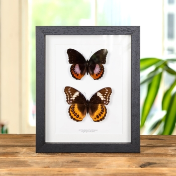 Eight-spot Diadem Male & Female Pair In Box Frame (Hypolimnas pandaras)