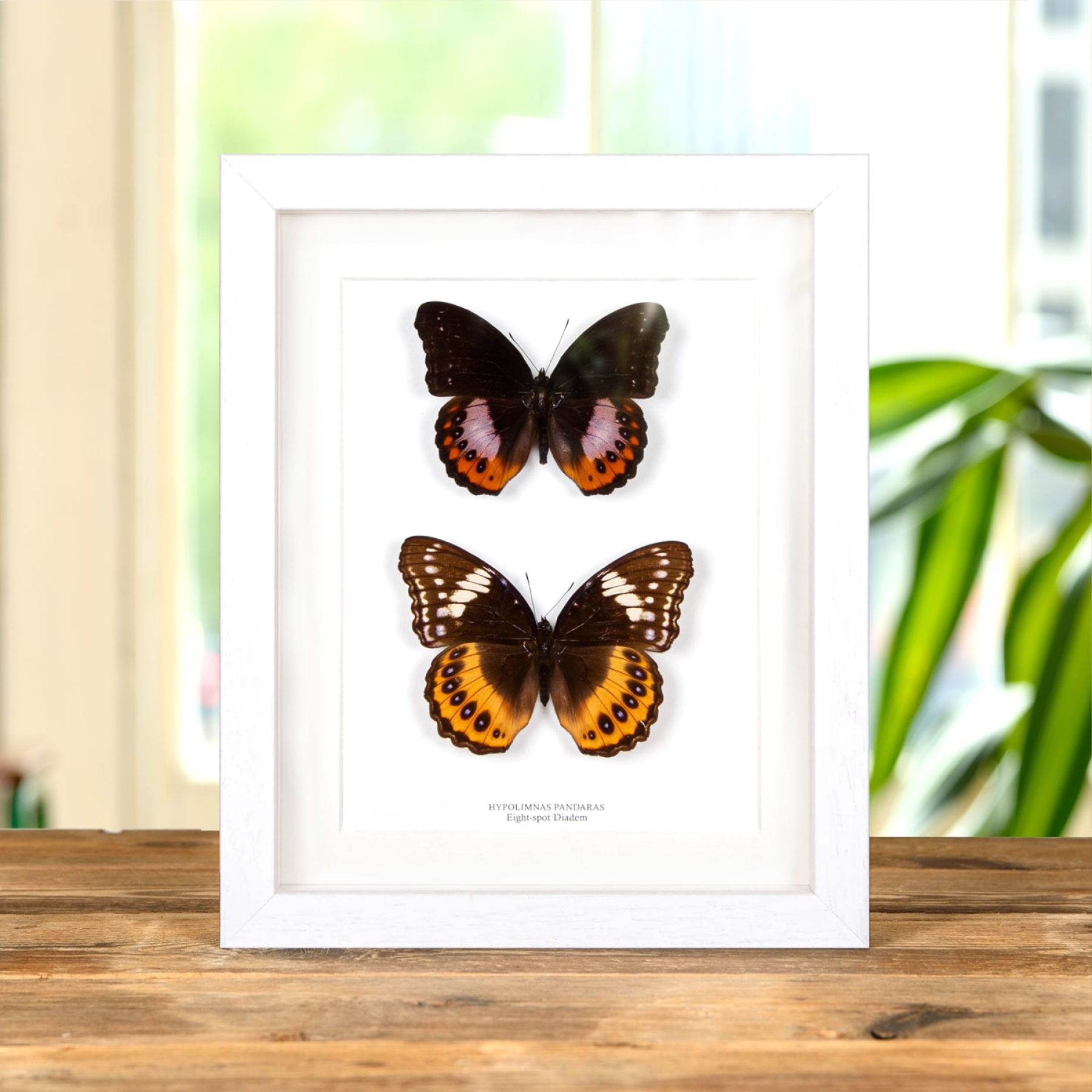 Minibeast Eight-spot Diadem Male & Female Pair In Box Frame (Hypolimnas pandaras)