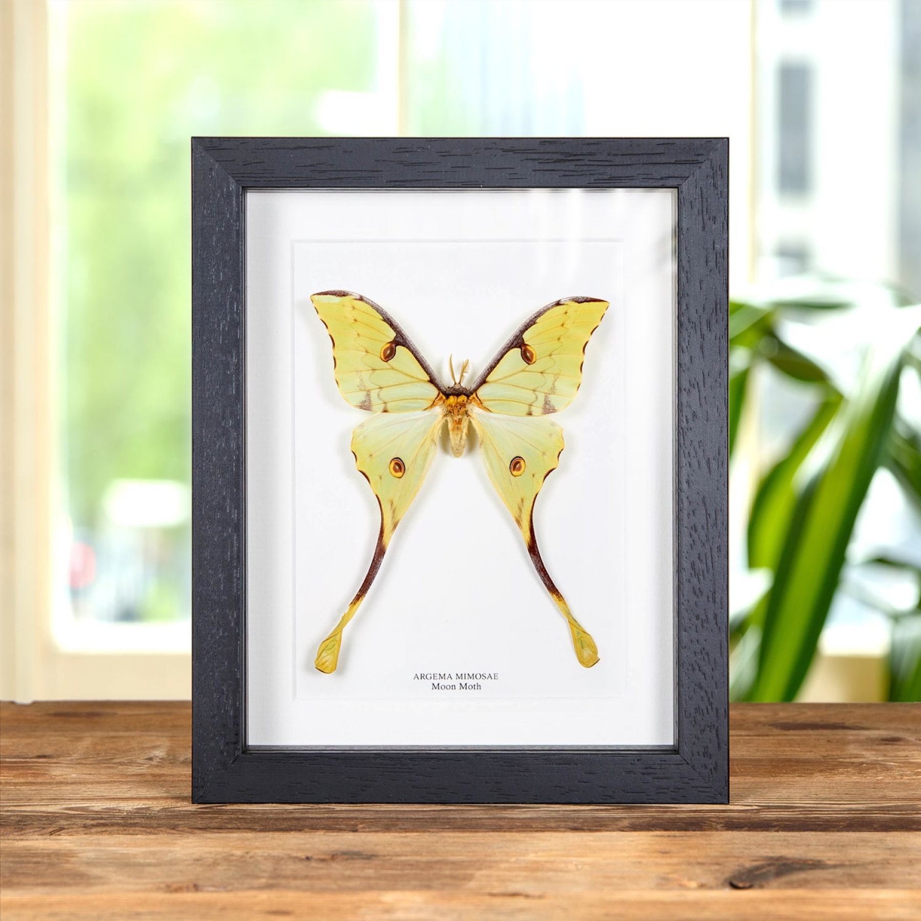 Minibeast Papillon De Lune Africain Dans Un Cadre (Argema mimosae)