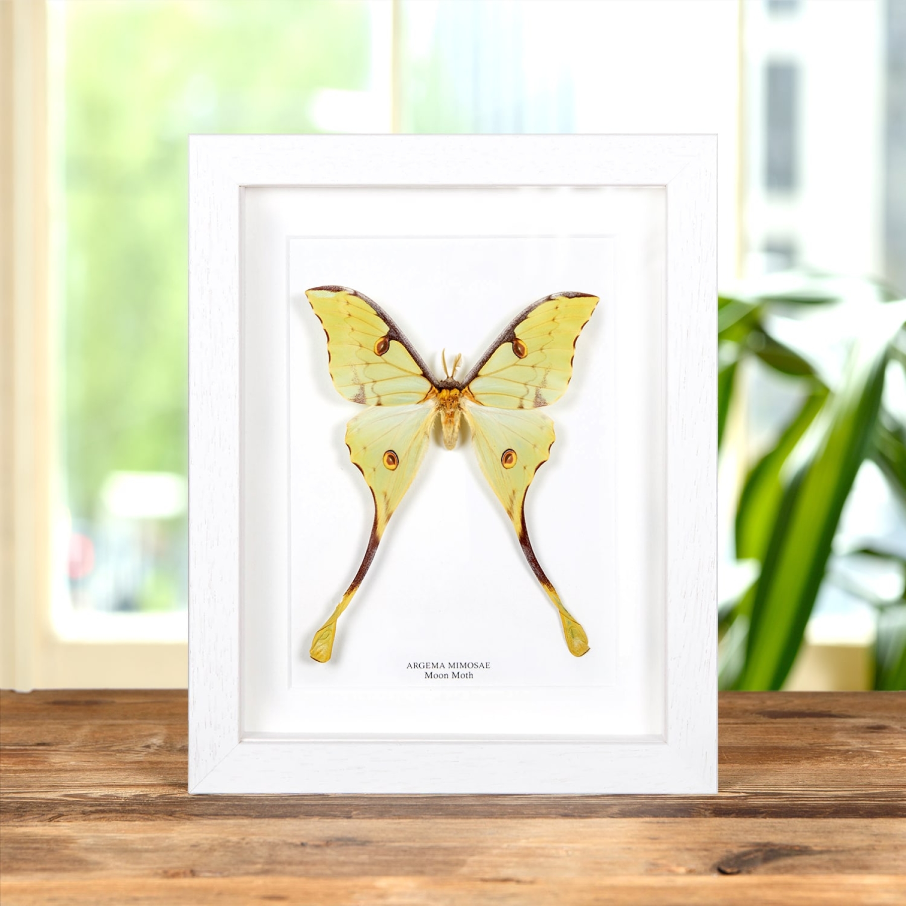Minibeast Papillon De Lune Africain Dans Un Cadre (Argema mimosae)