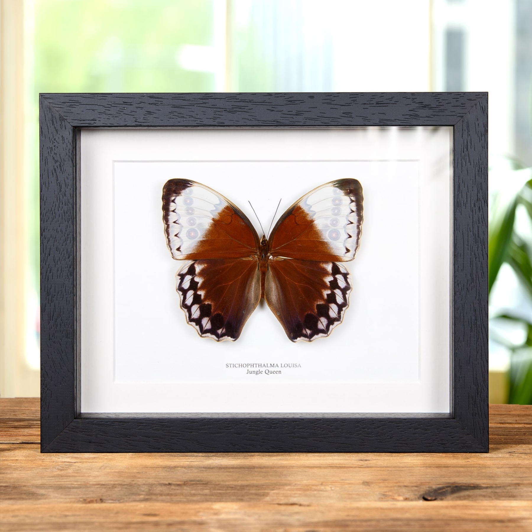 Minibeast The Jungle Queen Butterfly In Box Frame (Stichophthalma louisa)