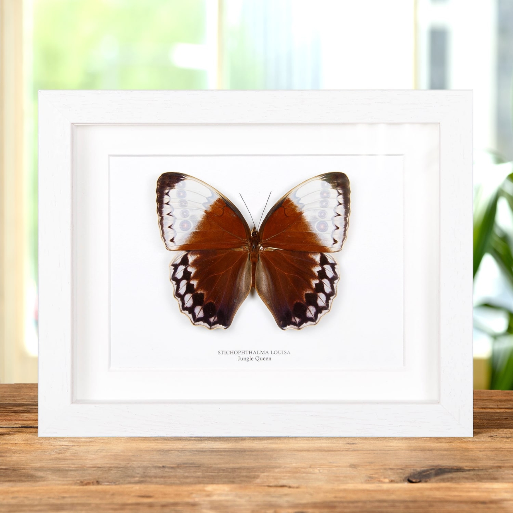 Minibeast The Jungle Queen Butterfly In Box Frame (Stichophthalma louisa)