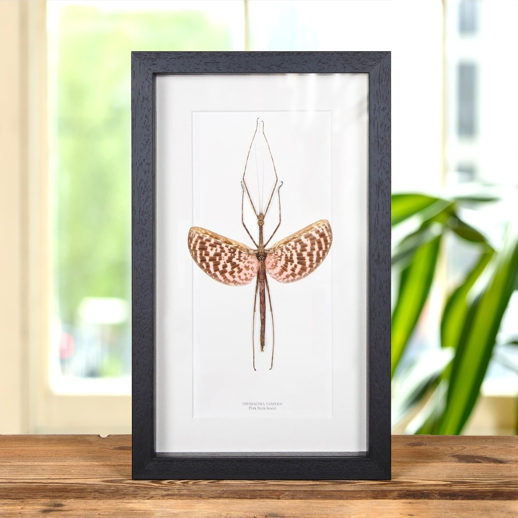 Pink Stick Insect In Box Frame (Diesbachia tamyris)