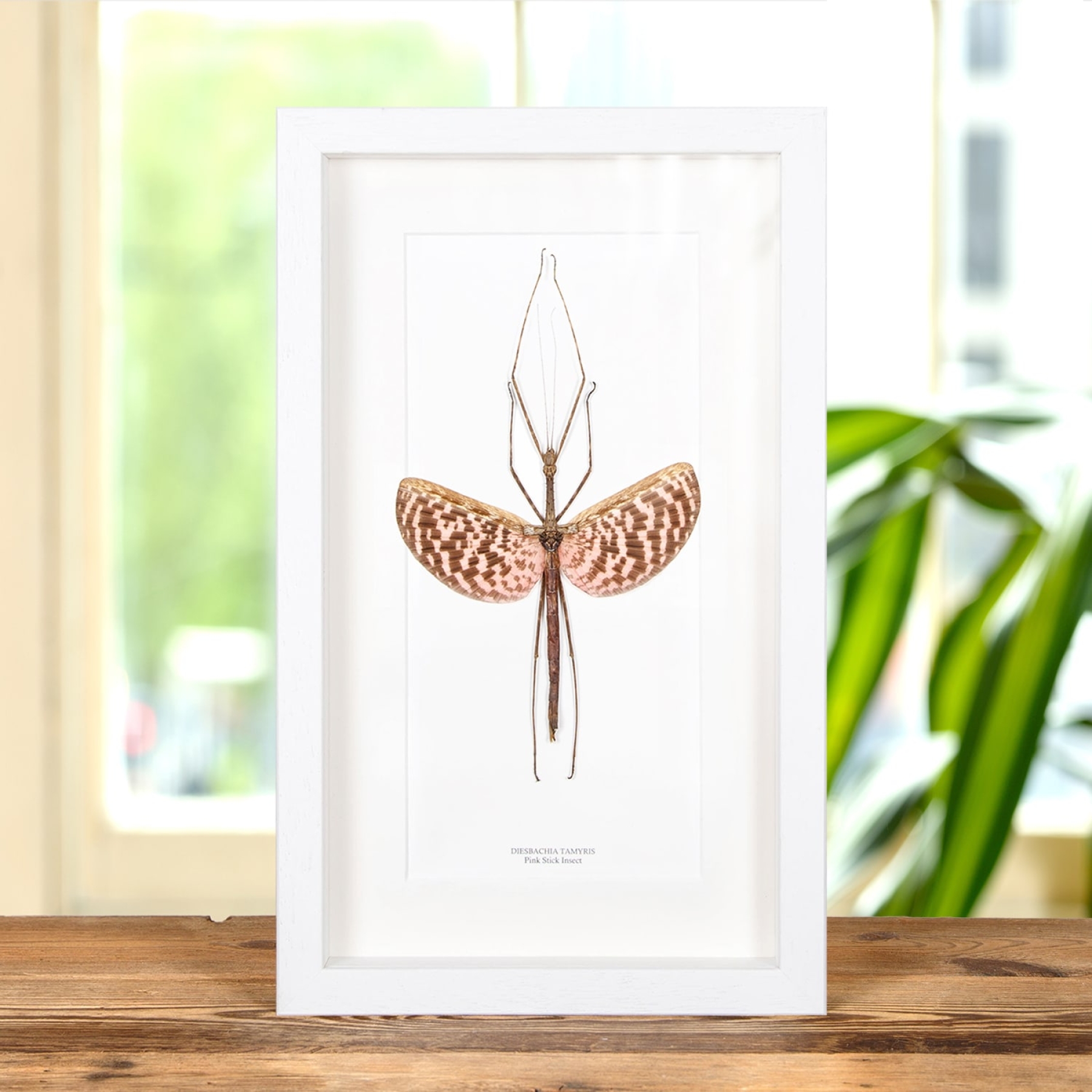 Minibeast Pink Stick Insect In Box Frame (Diesbachia tamyris)