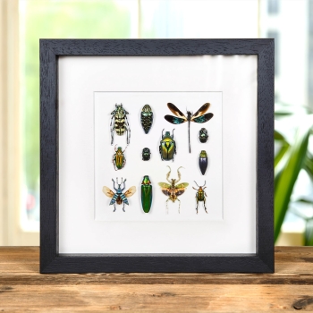 Multiple Insect Display #2 In Box Frame