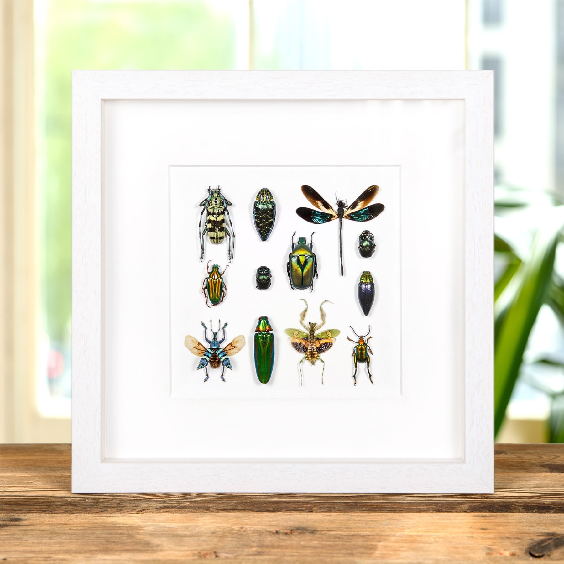 Minibeast Multiple Insect Display In Box Frame