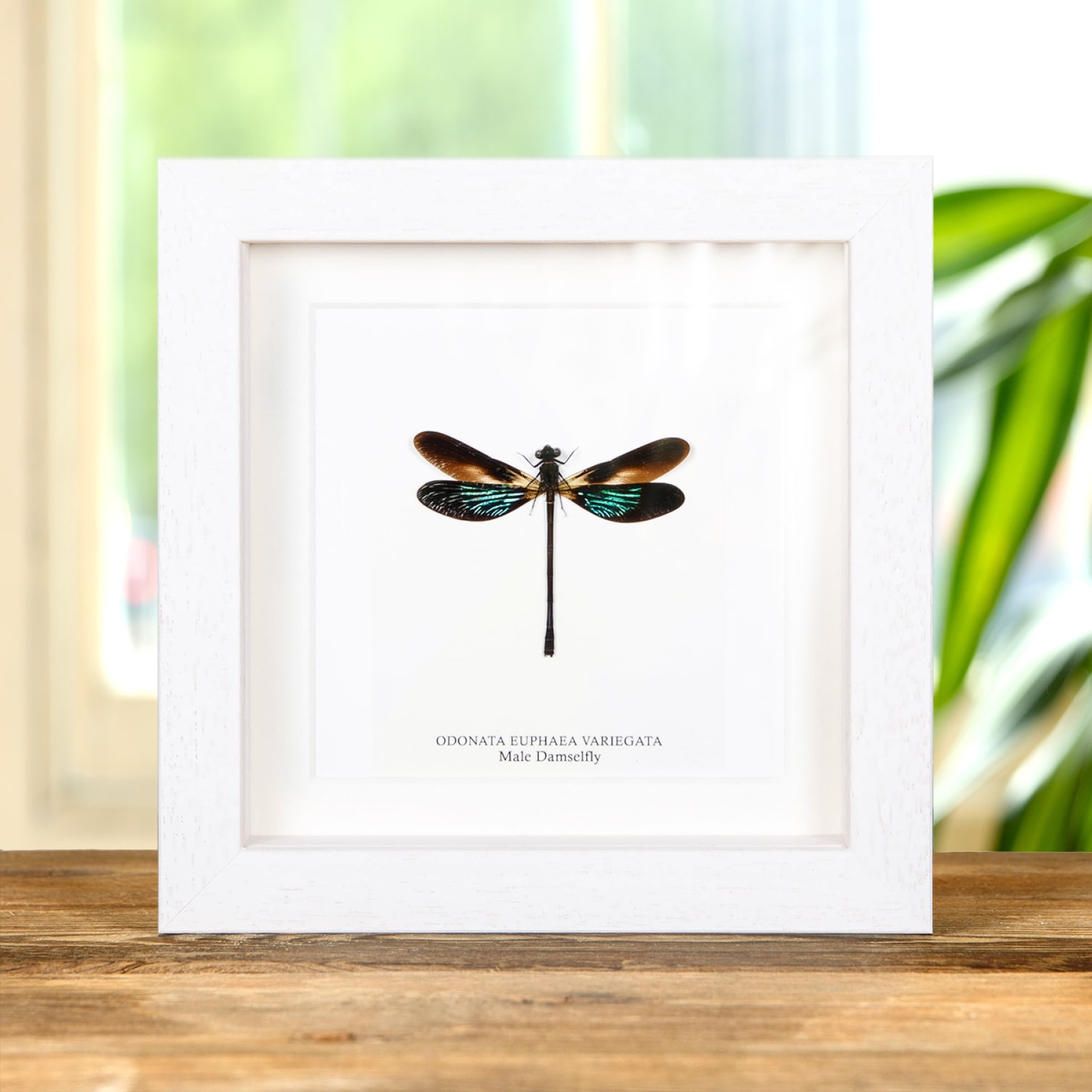 Minibeast Stream Glory Damselfly In Box Frame (Neurobasis chinensis)