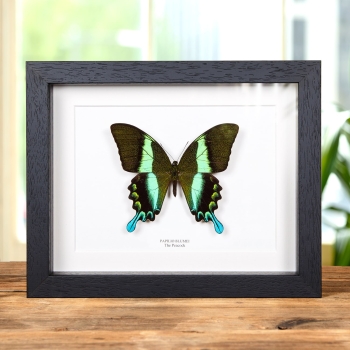 XL Peacock Butterfly In Box Frame (Papilio blumei)