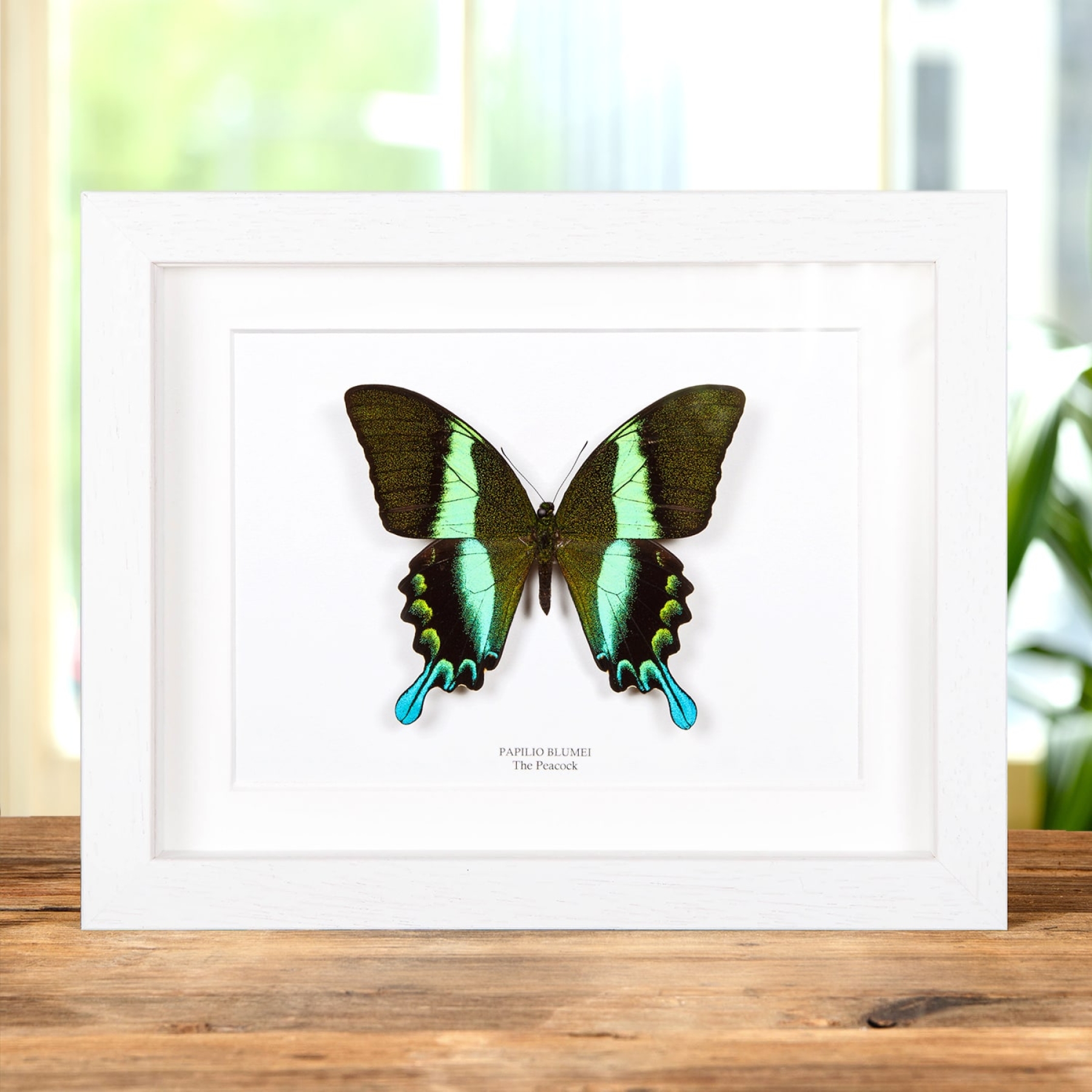 XL Peacock Butterfly In Box Frame (Papilio blumei)
