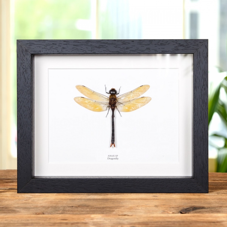 Dragonfly In Box Frame (Anax sp)