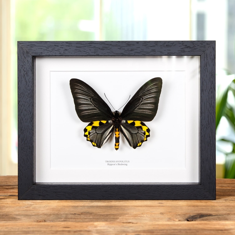 Rippons Birdwing In Box Frame (Troides hypolitus)