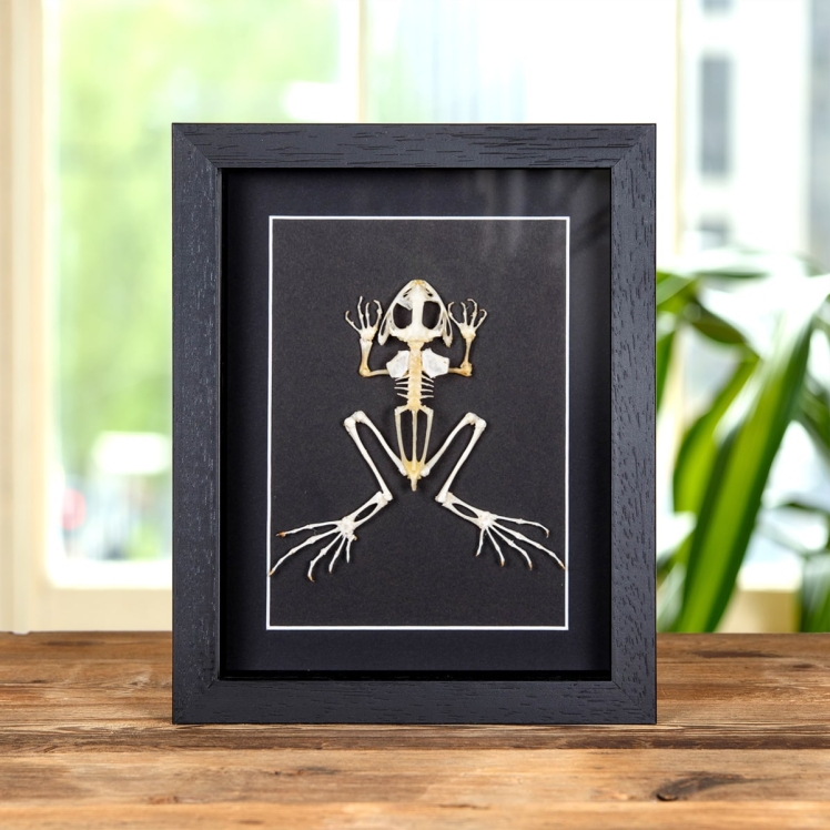 Asian Toad Skeleton In Box Frame (Duttaphrynus melanostictus)