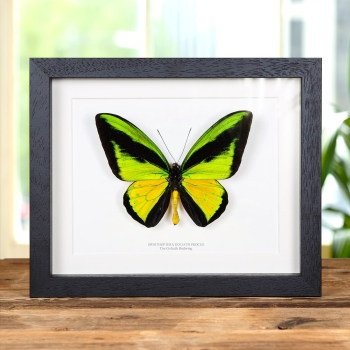 The Goliath Birdwing In Box Frame (Ornithoptera goliath procus)