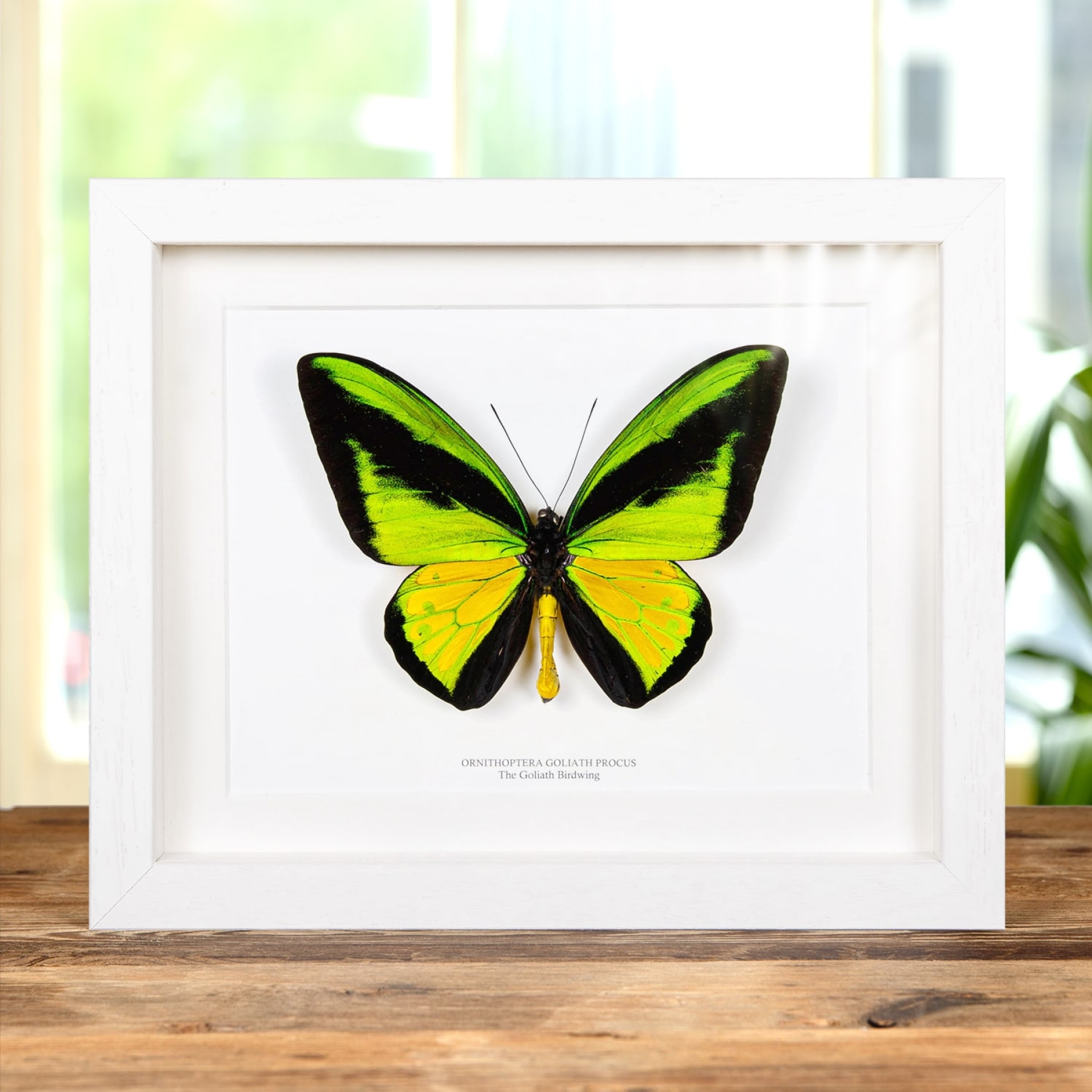 Minibeast The Goliath Birdwing In Box Frame (Ornithoptera goliath procus)