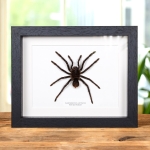 Minibeast Bolivian Birdeater In Box Frame (Pamphobeteus antinous)